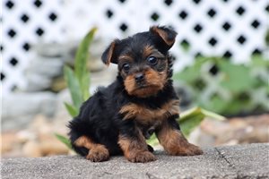 Cindy - puppy for sale