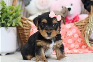 Gemma - Yorkshire Terrier - Yorkie for sale