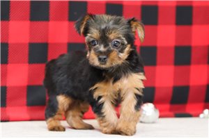 Florence - Yorkshire Terrier - Yorkie for sale