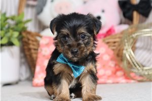 Griffin - Yorkshire Terrier - Yorkie for sale