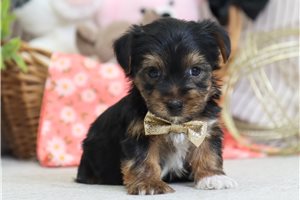 Gavin - Yorkshire Terrier - Yorkie for sale