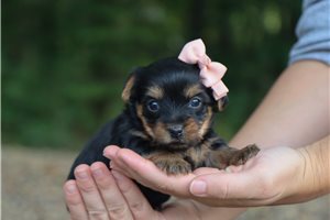 Olive - Yorkie for sale
