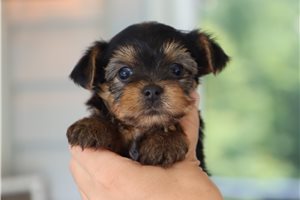Curtner - Yorkshire Terrier - Yorkie for sale