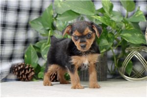 Caris - Yorkshire Terrier - Yorkie for sale