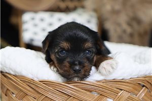 Gavin - puppy for sale