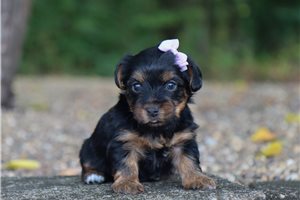 Olga - Yorkie for sale