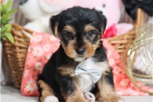 Grant - Yorkshire Terrier - Yorkie for sale