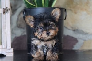 Curtner - Yorkshire Terrier - Yorkie for sale