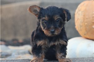 Olga - Yorkie for sale
