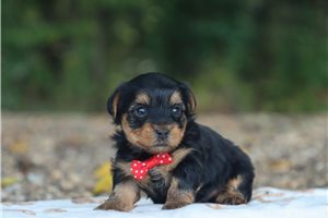 Ombre - puppy for sale
