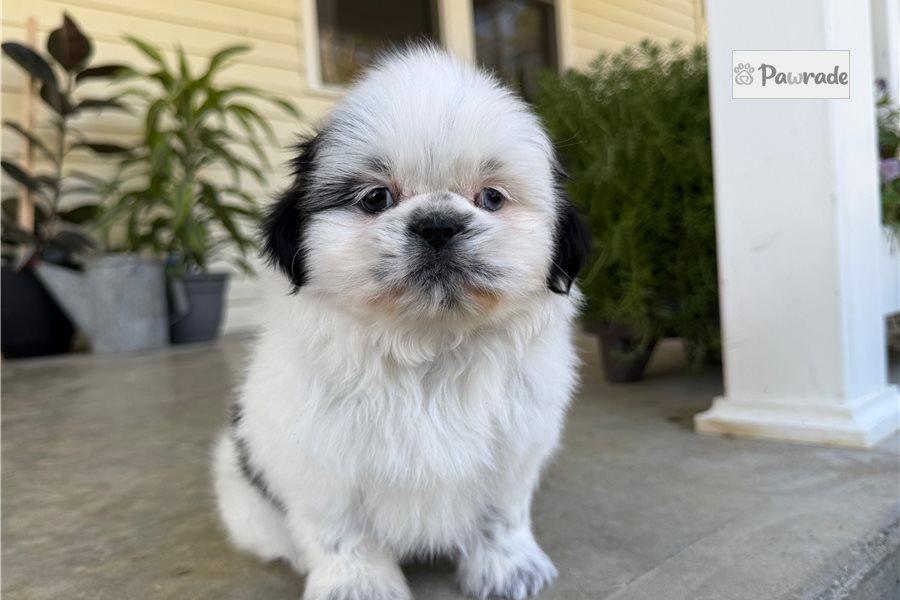 Alara, female Shih Tzu puppy for sale