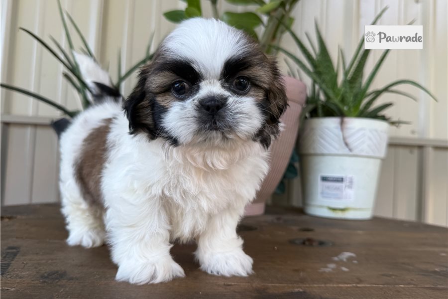 Colton - Shih Tzu for sale