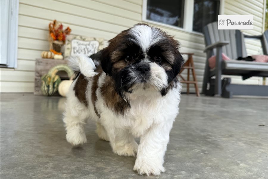 Ciara - Shih Tzu for sale