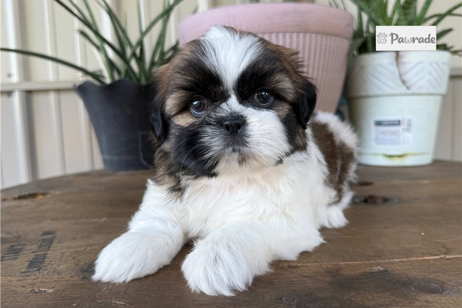 Ciara, female Shih Tzu puppy for sale