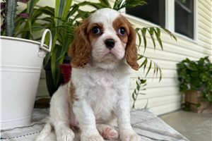 Nikki - Cavalier King Charles Spaniel for sale