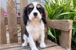 Smith - Cavalier King Charles Spaniel for sale