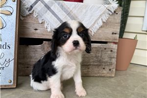 Smith - Cavalier King Charles Spaniel for sale