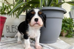 Stevie - Cavalier King Charles Spaniel for sale