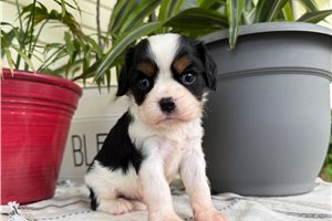 Smith - Cavalier King Charles Spaniel for sale