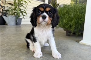 Daisy - Cavalier King Charles Spaniel for sale