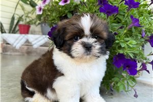 Sully - Shih Tzu for sale