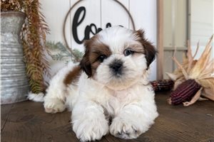 Calvin - Shih Tzu for sale
