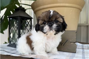 Tony - puppy for sale
