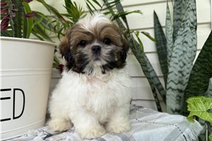 Trent - Shih Tzu for sale