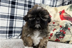 Mateo - Shih Tzu for sale