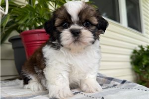 Ryan - puppy for sale