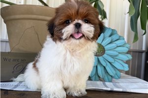 Weston - Shih Tzu for sale
