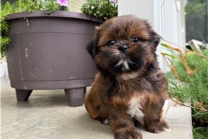Ozzy - Shih Tzu for sale