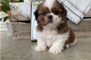 Willow - puppy for sale