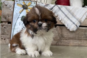 Wilma - Shih Tzu for sale
