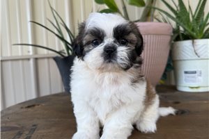 Cider - Shih Tzu for sale