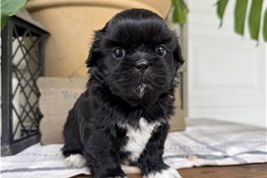 Pansy - puppy for sale