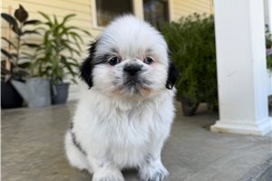 Alara - Shih Tzu for sale