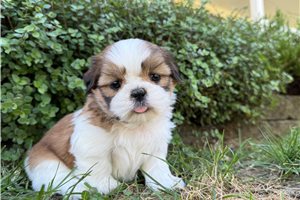 Bethany - Shih Tzu for sale