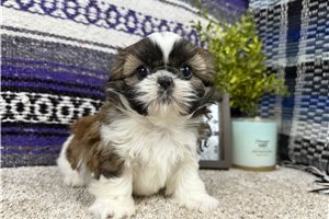 Chrissy - Shih Tzu for sale