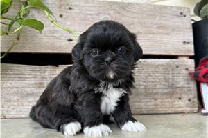 Agnes - Shih Tzu for sale