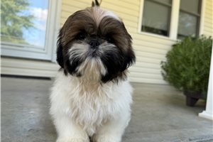 Tony - Shih Tzu for sale