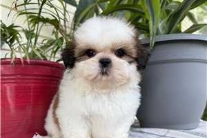 Reece - Shih Tzu for sale