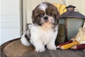 Ellie - Shih Tzu for sale