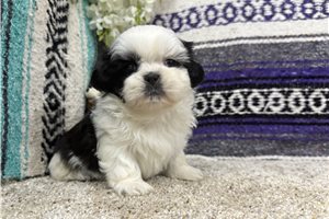 Diana - Shih Tzu for sale