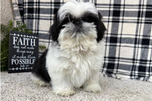 Dean - Shih Tzu for sale