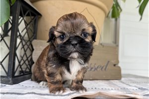 Poppy - Shih Tzu for sale