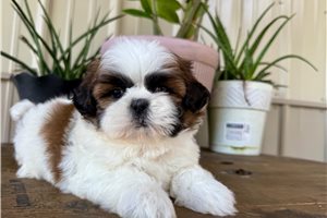 Chase - puppy for sale