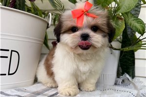 Reece - Shih Tzu for sale