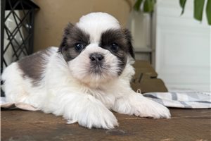 Percy - puppy for sale