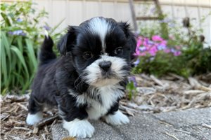 Alfred - Shih Tzu for sale